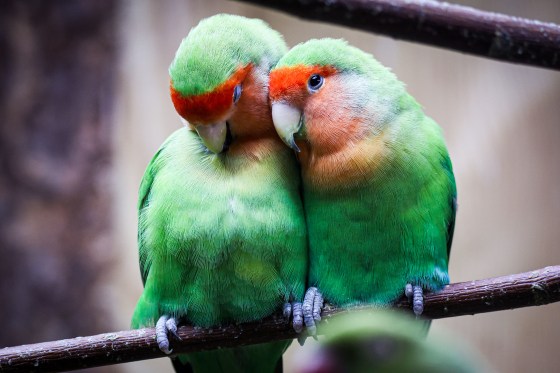 Lovebirds.