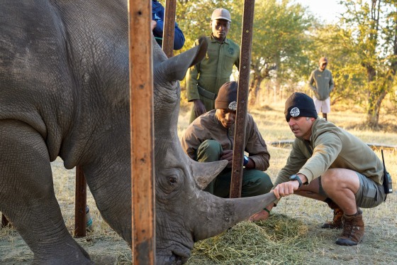 A man holds onto a rhino's horn while crouching on the ground. Several other men look on.