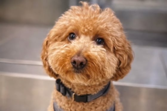 A golden doodle dog wearing a harness