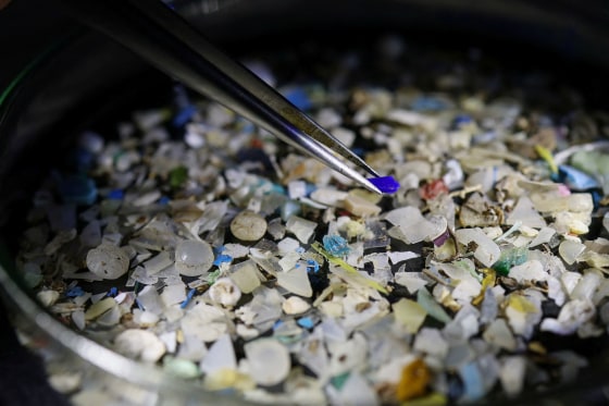 A researcher examines microplastic fragments collected from seawater samples.