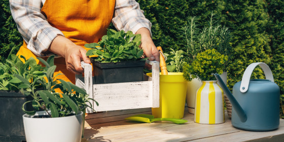 The more you clip and use your herbs, the stronger they’ll grow.
