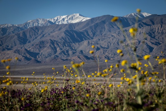 Superbloom in Death Valley
