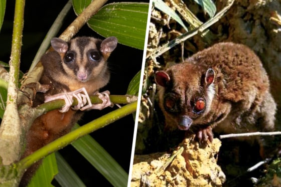 The pygmy longfingered possum (Dactylonax kambuayai), and the ring-tailed glider (Tous ayamaruensis), two marsupial species previously thought to be extinct.