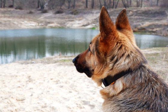 Image: German shepherd dog looks at the lake.