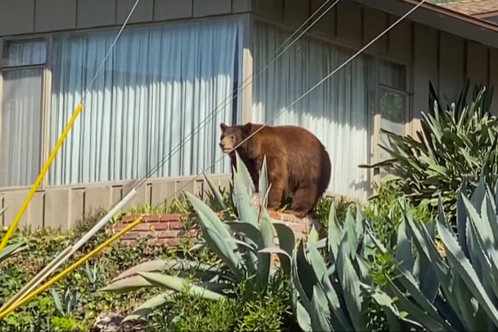 The mother bear that was euthanized after the California Department of Fish & Wildlife.