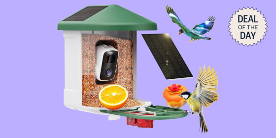You can watch birds arrive in real time with the 2K video camera’s live feed.