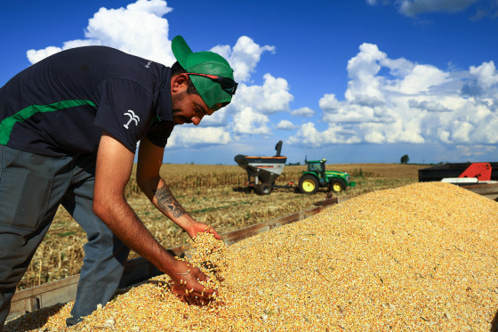 A worker arranges harvested corn on a truck outside