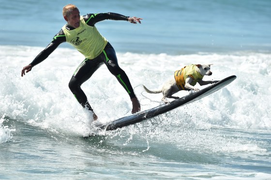 Surf City Surf Dog