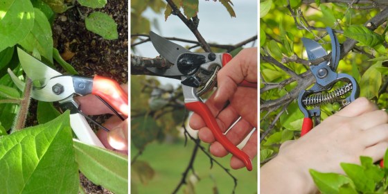 Pruning shears can prevent pests and diseases due to uneven cuts and may even make your plants look better.