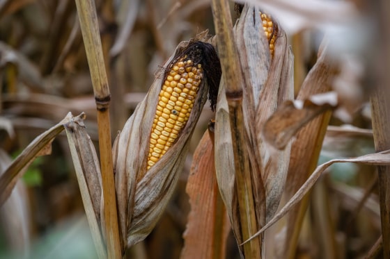 A close-up photo of an ear of corn on a stalk.