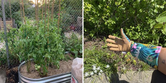 Over time, gardeners collect a variety of tools that work for their plants’ needs, but experts recommend starting out with the basics like a shovel and hoe.
