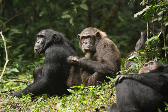 Ngogo chimpanzees.