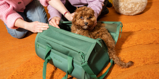 April 11 is National Pet Day — celebrate by saving on fun (and practical) finds for your pet.