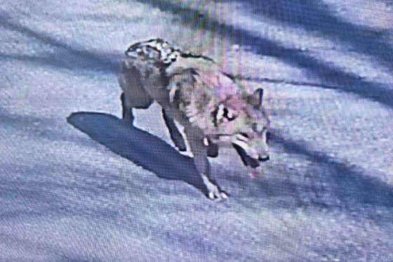 A wolf that went missing after escaping from its enclosure in O-world zoo, roams in the zoo premises in Daejeon