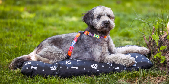Since outdoor dog beds are subject to changing weather conditions, they’re more durable than indoor options.
