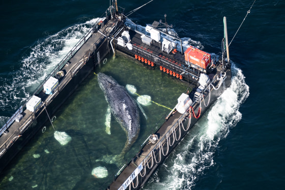 A humpback whale transported toward the North Sea in a flooded cargo ship has been found dead just off the small Danish island of Anholt.