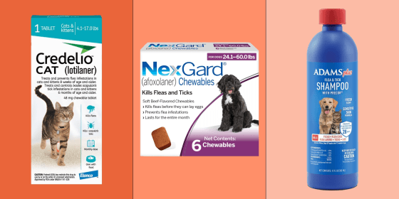 It’s ideal to prevent fleas in the first place, but if you’re dealing with an infestation, there are three important steps to follow: diagnosis, treatment and prevention, and cleaning.

