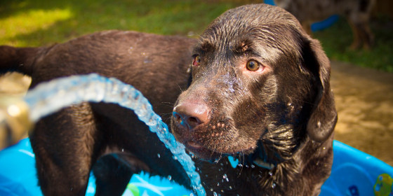Dogs’ average body temperature is naturally a few degrees higher than humans, making it extra important to take precautions in the heat and humidity, experts say.