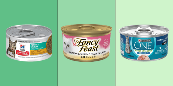Wet food is softer and more flavorful than dry kibble, which is why some cats prefer it, vets say.