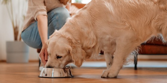 Dog foods that help soothe irritated skin and digestive issues can not only benefit dogs with allergies, but can also help allergy-free dogs, experts say.