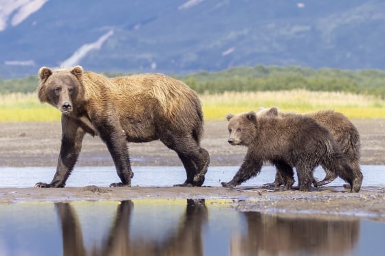 Image: Mother coastal brown bear with cubs in Alaska