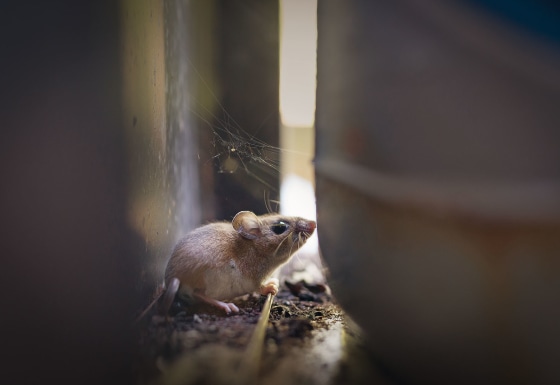 A deer mouse.