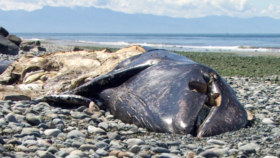 Gray whale washed ashore in Oak Harbor, WA