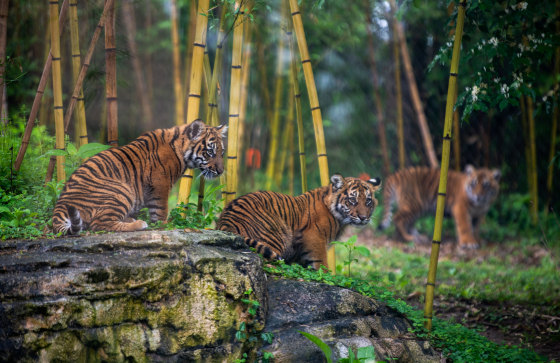 Sumatran tiger cubs 