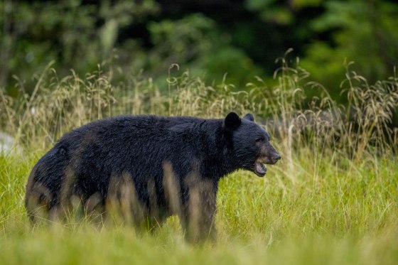 An American black bear (Ursus americanus) is walking through.