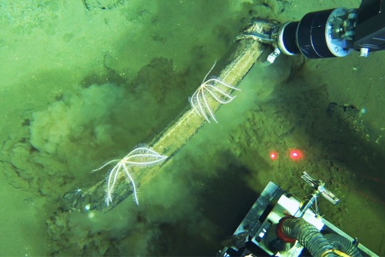Science Whale Graveyard