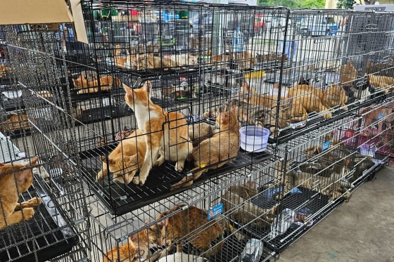 Cats seized by Ho Chi Minh City police following the bust of a major cat meat ring.