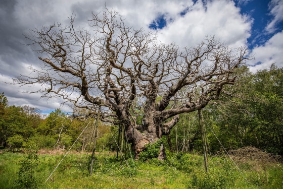 Major Oak in Sherwood Forest has died