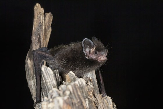 Image: Silver-haired Bat on tree at night