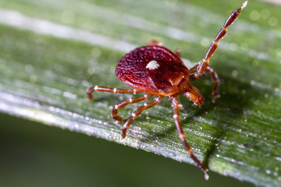 Image: Lone Star Tick