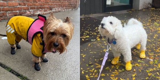 During the summer, vets recommend walking your dog early in the morning or later in the evening when the sun is less hot.