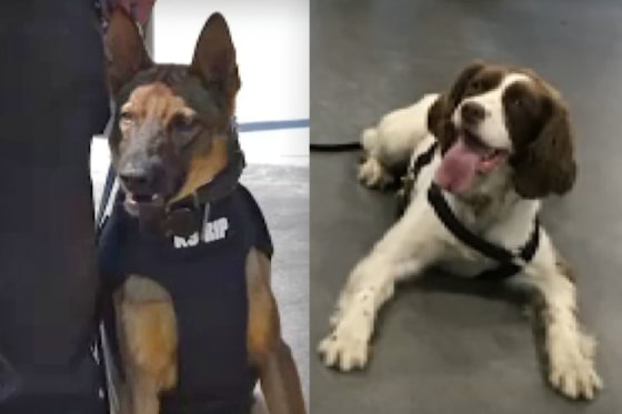 New Jersey officer charged after two K-9s die in hot vehicle, prosecutors say