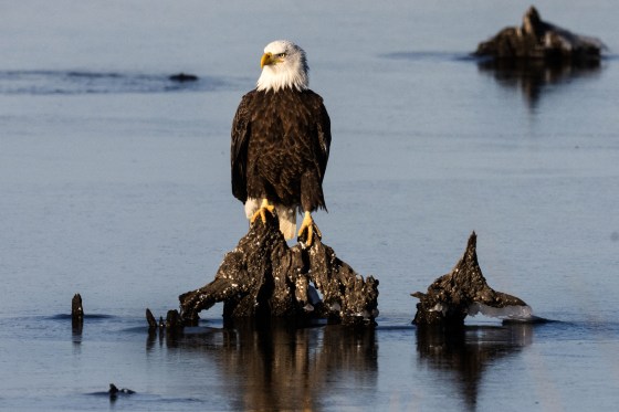 A bald eagle