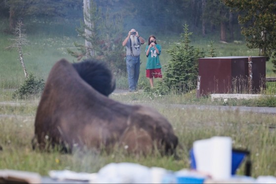 An older man and young woman take photos of a bison laying on the ground