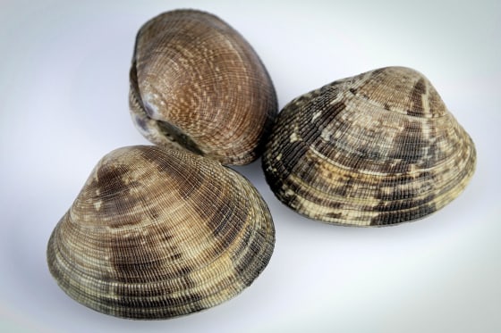 Manila Clam