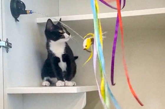A man grabbed a kitten from the adoption area of a Maryland pet store, then allegedly tried to use her to rob a nearby bank.