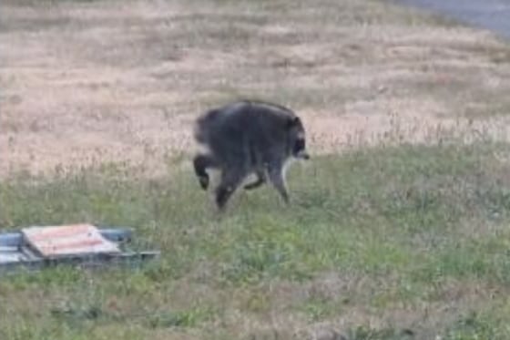 Seattle darling ‘Jimothy’ the raccoon has scampered into hearts across