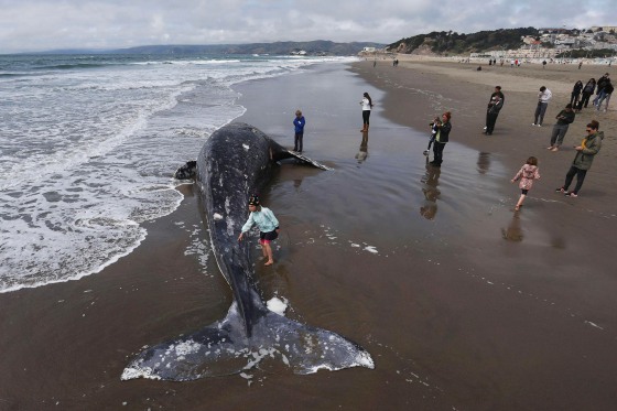 San Francisco, United States. 23rd Apr, 2026. Beachgoers stop to look at a dead California gray whale that washed ashore at Ocean Beach in San Francisco on April 23, 2026. The marine mammal's beaching drew crowds of onlookers to the shoreline as waves con