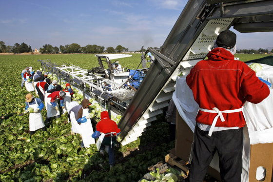 Farmworkers on a lettuce plantation belonging to U.S-owned Taylor Farms in Doctor Mora, Mexico, in 2008.