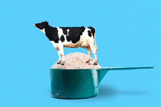 Dairy cow standing in scoop of whey protein