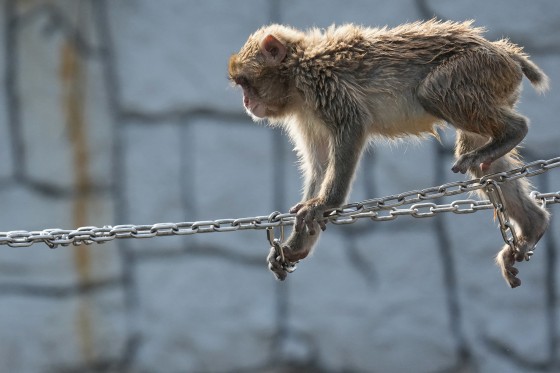 A monkey crawling on a chain stretched across an expanse at a zoo enclosure.