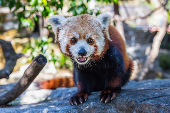 Red panda Ruby at the Santa Barbara Zoo in California.