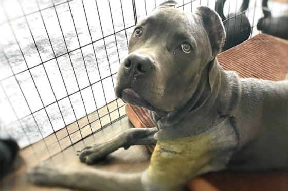 A dog, Cane Corso breed, sits inside of a cage, with a yellowish color appearing on it's front leg with stitches going across, looks up towards the camera