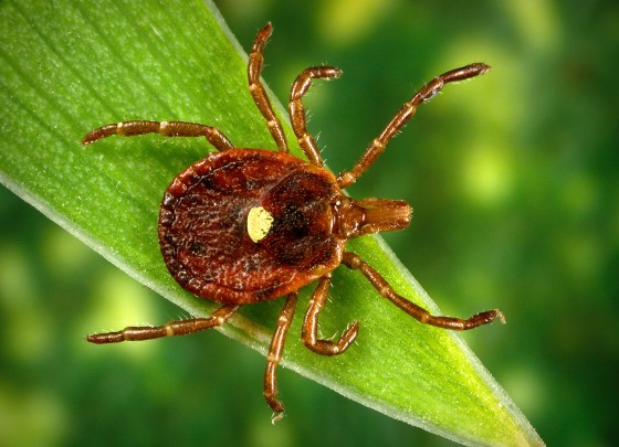 Lone Star Tick