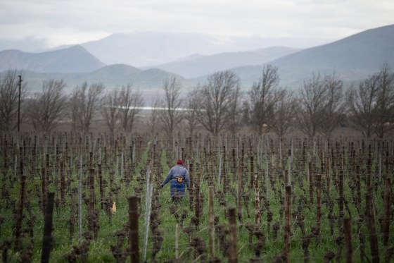 A farmworker works in the vineyards on a farm in South Africa.