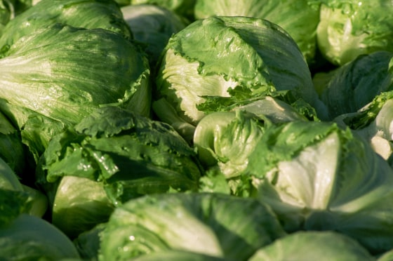 Closeup of Harvested Iceberg Lettuce Heads.